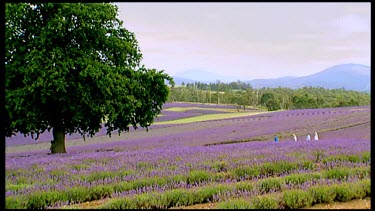 Pan across field of purple flowers