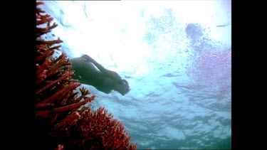 Snorkeller swims over reef with red coral