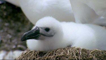 Albatross chick on nest, adult bending over protectively