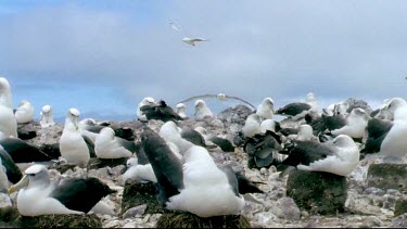 Albatross colony nesting on cliffs, two albatrosses fly overhead as if looking for landing spot