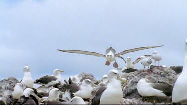 Albatross colony nesting on cliffs, one albatross lands and begins interacting with female