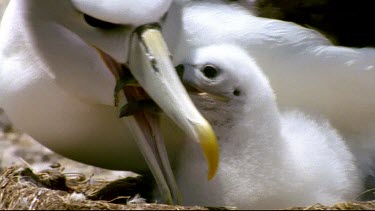 Chick on nest feeding from adult regurgitated food