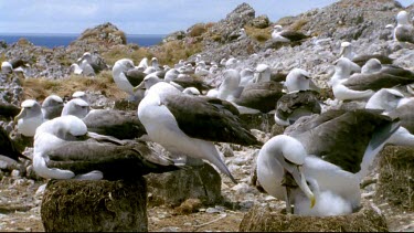 Nesting albatross colony. Adult in fg feeding chick regurgitated food.