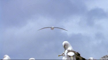 Coming into land at nesting colony with wide outstretched wings. Flying over camera.