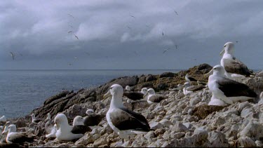 Colony nesting on coastal rocks, albatrosses flying overhead