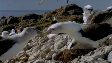 Adult with chick on nest, another albatross walks past, brief interaction.