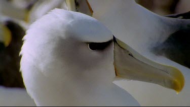 interacting. "Kissing" with beaks. Preening and "kissing". One albatross walks off, rejecting the other.