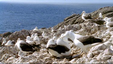 interacting. "Kissing" with beaks. Preening and "kissing". Nesting colony and flying albatrosses in bg.