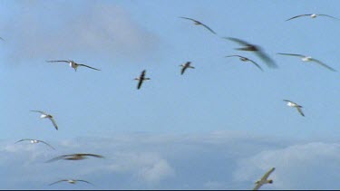 Albatrosses flying, circling