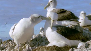 interacting couple preening. The albatross preens its partner's eye. Pan to another couple sitting closely together.