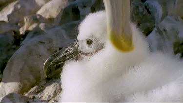 Both parents preening chick on nest
