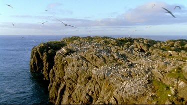 Est shot of Wandering Albatross colony on exposed sea cliff, Albatross Island, South Georgia.