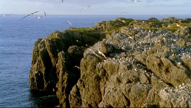 Wandering Albatross colony on exposed sea cliff, Albatross Island, South Georgia.