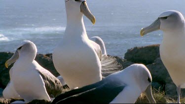 Interaction between albatrosses as if having a conversation