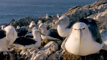 Nesting albatrosses in colony with sea in bg