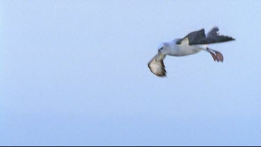 Pan with albatross riding thermals as the albatross sinks down towards the cliffs