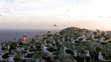 Nesting colony with albatrosses circling and hovering overhead