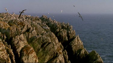 Nesting colony in distance, Albatross gliding towards camera