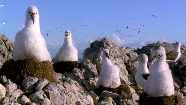 Four albatross chicks in their nests perched on the edge of a rocky cliff, adults flying overhead. These chicks are a bit older. They do not have adults near by.