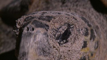Close up of Sea Turtle Head