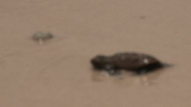 Baby Sea Turtles into ocean