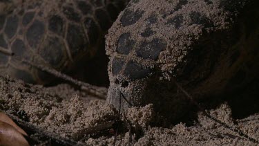 Sea Turtle laying eggs