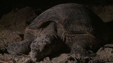 Sea Turtle laying eggs