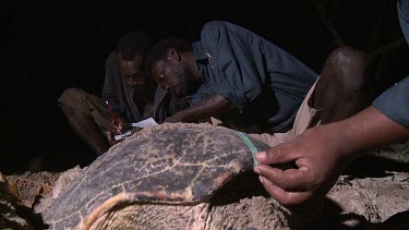 Measuring sea turtles