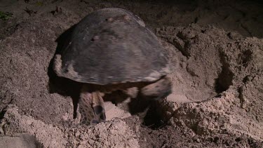 Sea Turtle scooping out sand