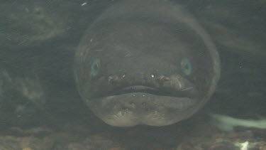 Freshwater eels
