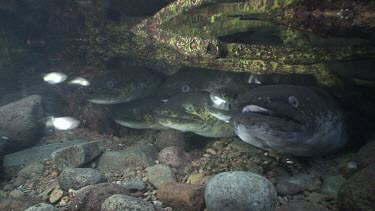 Freshwater eels