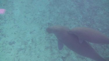 CM0082-WFHD-0051094 Mother Dugong with Calf