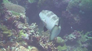 Grouper