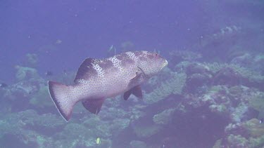 Grouper