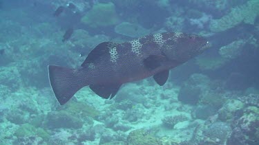 Grouper