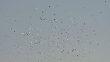 large flock of white Storks in a thermal under blue sky