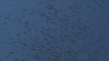 large flock of white Storks in the sky