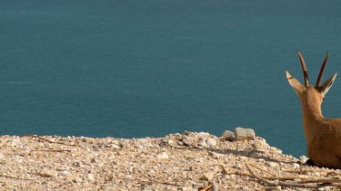 Female Ibex at Ein Gedi Nature reserve and dead sea in the background