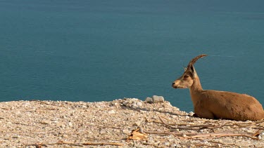 Female Ibex at Ein Gedi Nature reserve and dead sea in the background