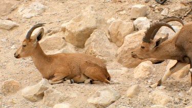 Young male Ibex Fighting on a mountain slope at Ein Gedi Nature reserve