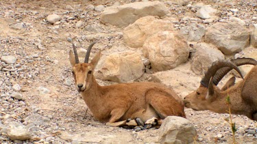 a pair of Ibex in courtship display at Ein Gedi Nature reserve, Israel