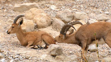 Ibex courtship display at Ein Gedi Nature reserve