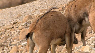 Young male Ibex Fighting on a mountain slope at Ein Gedi Nature reserve