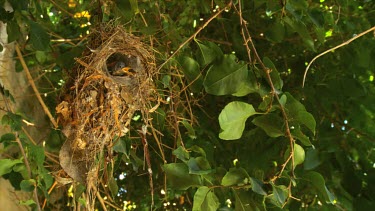 Palestine sunbird feeding nestlings at nest
