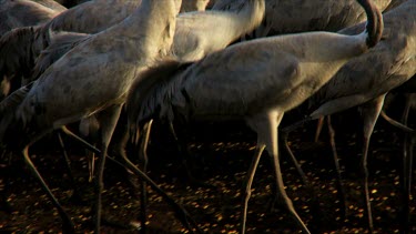 Cranes at the Hula valley in early morning light, Upper Galilee, Israel