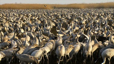 Cranes at the Hula valley in early morning light, Upper Galilee, Israel