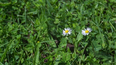Nice close-up time-lapse of some daisies