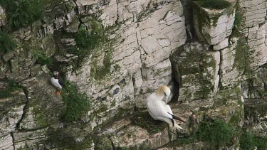 Nesting Gannet And Puffin, Rspb Bempton Cliffs, England