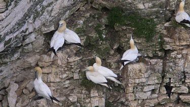 Nesting Gannet And Chick, Rspb Bempton Cliffs, England