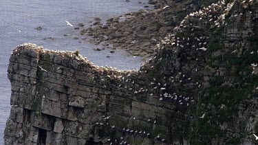 Nesting Seabirds, Rspb Bempton Cliffs, England